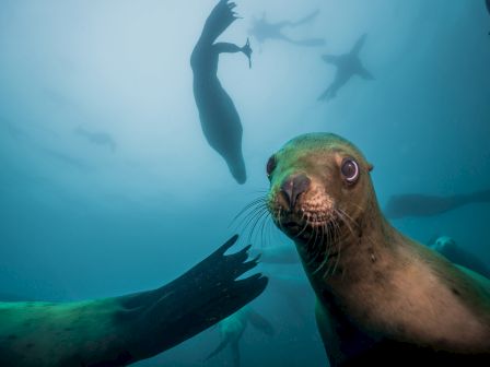 The image shows several sea lions swimming underwater, with one close to the camera looking curiously at the lens. Other sea lions swim in the background.