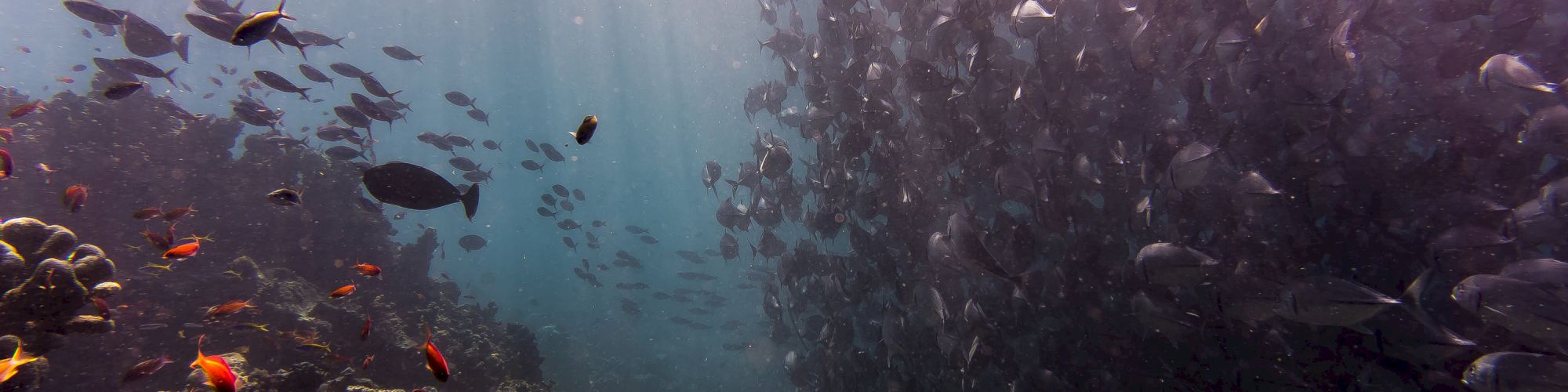 A large school of fish swimming in the ocean, with coral and smaller fish visible near the bottom. Sunlight filters through the water above.