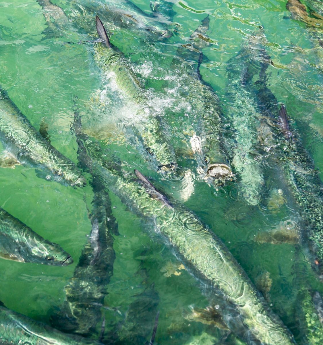 A school of dolphins swims in clear green water, surfacing among sparkling currents and shadows.