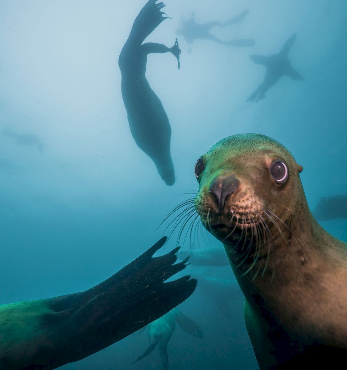 An underwater diver swims near a curious seal, with another shark-like shadow in the blue water behind them.
